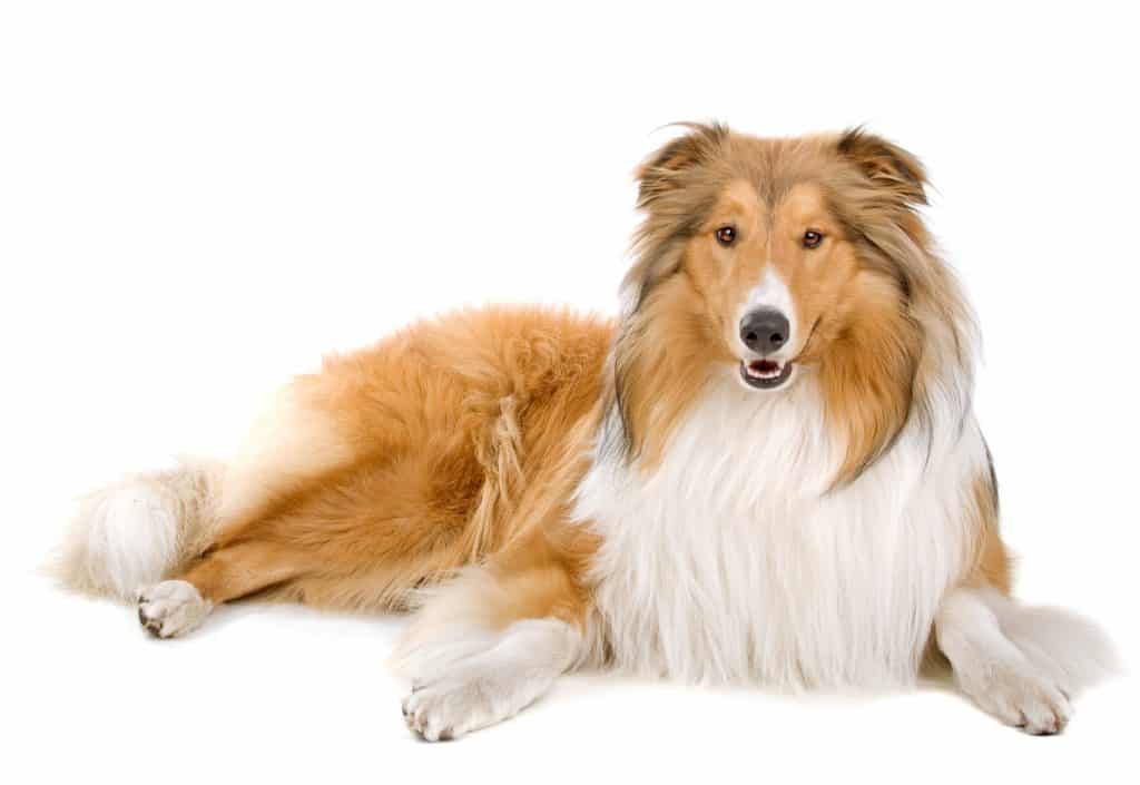Rough Collie Dogs and Puppies for sale