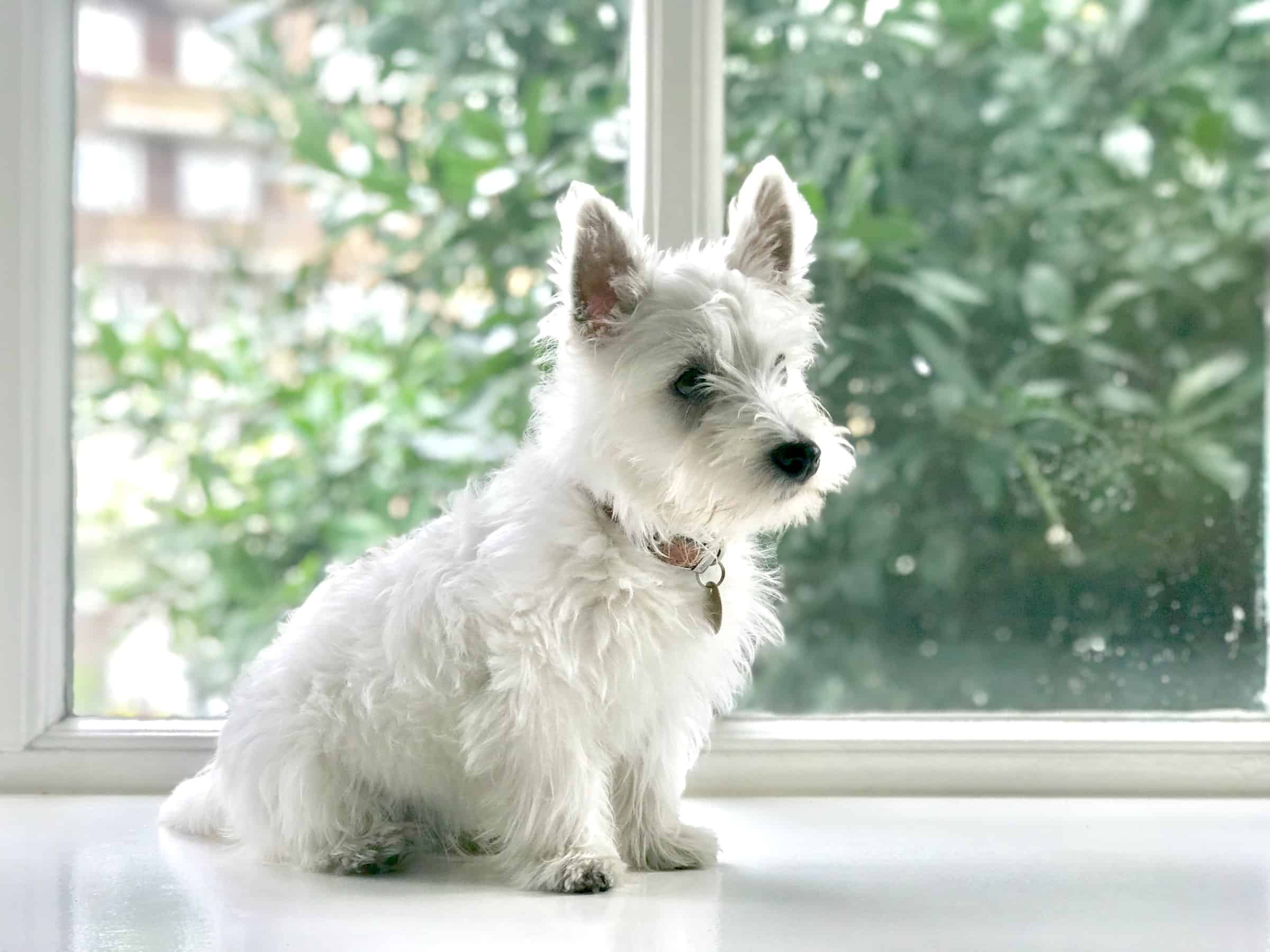 West Highland White Terrier breedinfo newDoggy.com