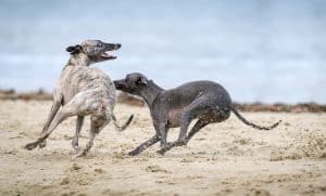 Whippet breed info NewDoggy.com