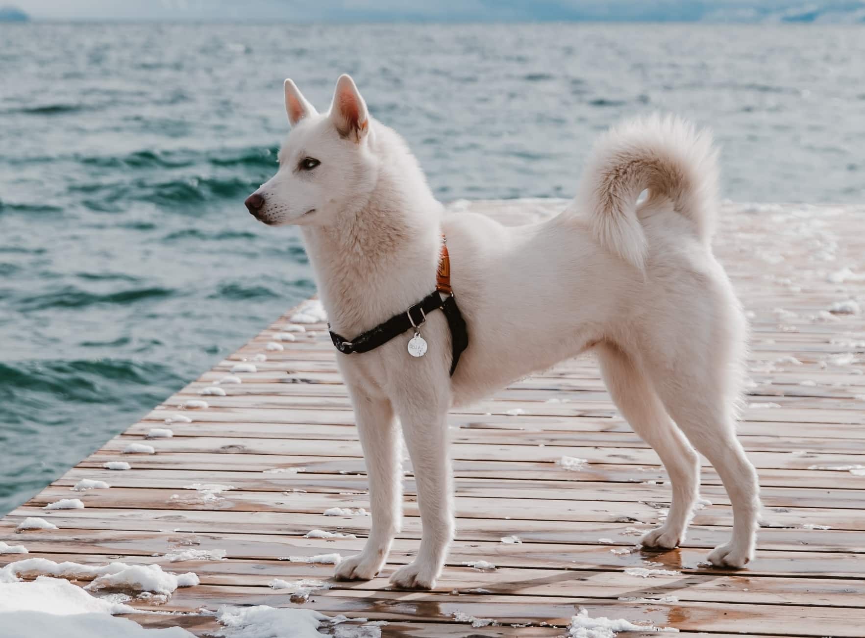 Yakutian Laika breed info NewDoggy.com