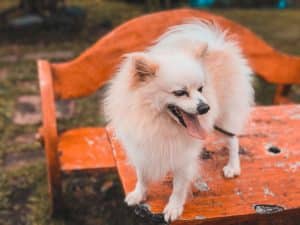 German Spitz breed info NewDoggy.com