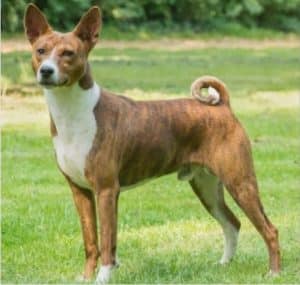 Basenji breed info NewDoggy;com