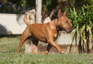 Bull Terrier breed info newDoggy.com