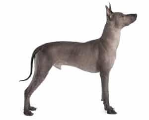 Mexican Hairless Dog breed info NewDogggy.com