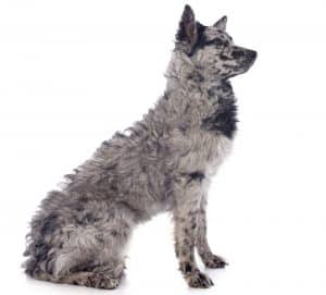 Mudi breed info NewDoggy.com