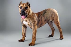 Presa Canairo breed info NewDoggy.com