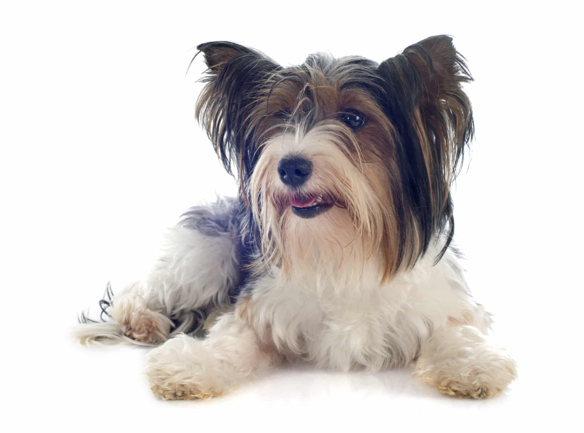 are biewer yorkies hypoallergenic