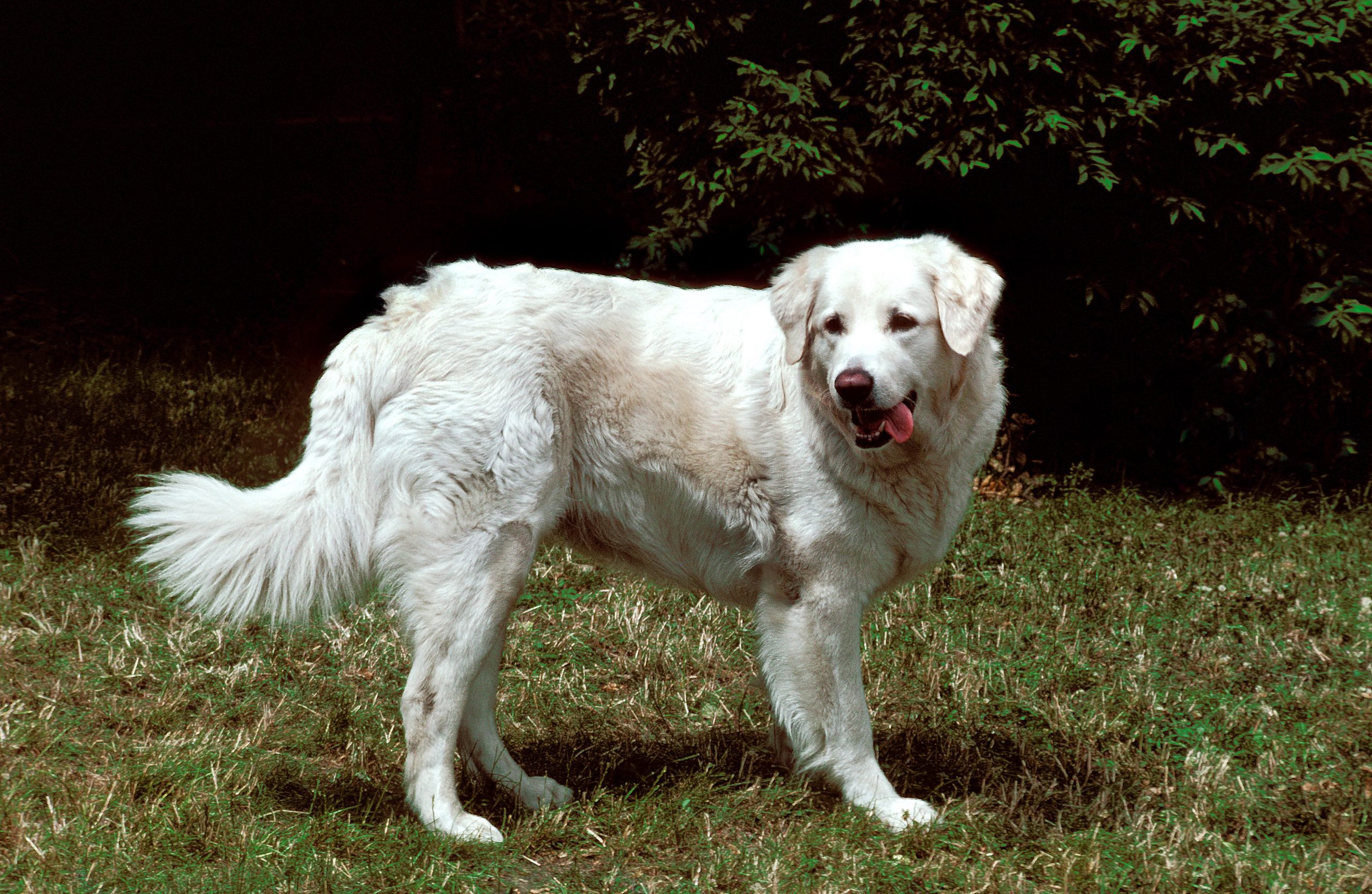 Kuvasz Dogs and Puppies for sale