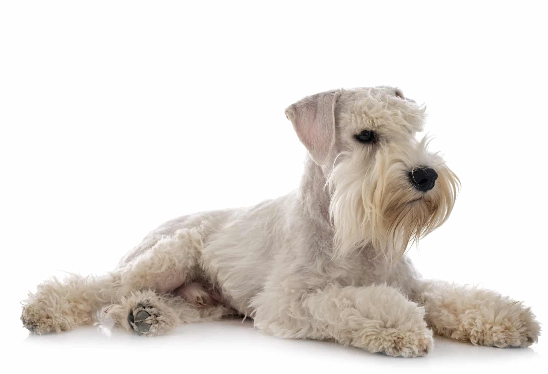 Miniature Schnauzer breed info NewDoggy.com