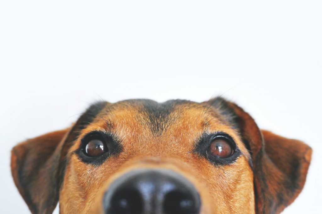 Top 10 dog breeds of 2021 blog newDoggy.com