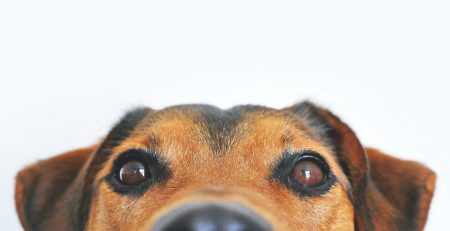 Top 10 dog breeds of 2021 blog newDoggy.com