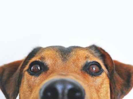 Top 10 dog breeds of 2021 blog newDoggy.com