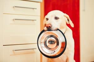 Dog allergies. Puppy diet. Gluten-free diet.