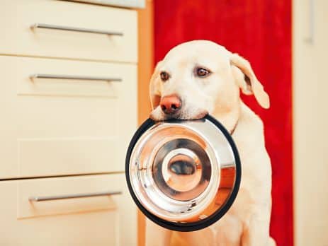 Dog allergies. Puppy diet. Gluten-free diet.