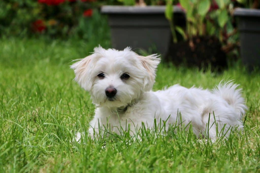Top Ten Most Independent Dog Breeds