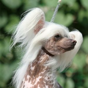 Chinese Crested Breed