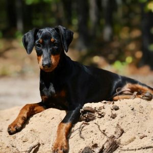 German Pinscher Breed Info