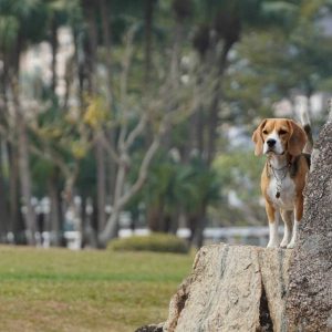 puppy Hong Kong, dog Hong Kong, puppy for sale, dog for sale