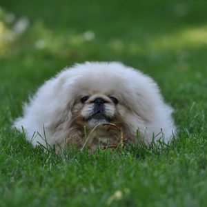 pekingese breed info