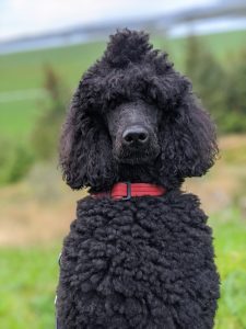 Standard Poodle Breed Information