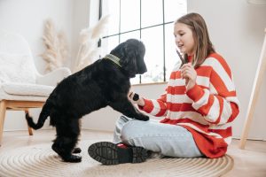 girl and english cocker spaniel puppy playing