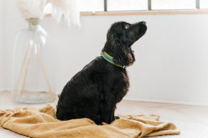 black english cocker spaniel puppy