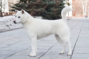 Kishu Inu Breed Info
