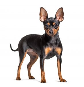 Prague Ratter Breed Standard