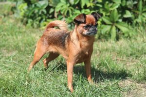 Brabant Griffon Breed Info