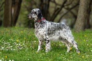 English Setter Breed Info