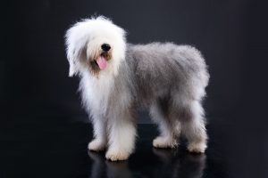 Bobtail Breed Info