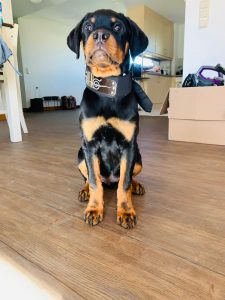female rottweiler puppy