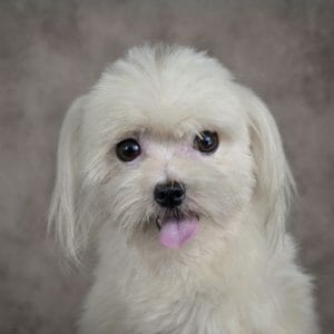 maltese1