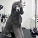 New Litter Standard Poodle