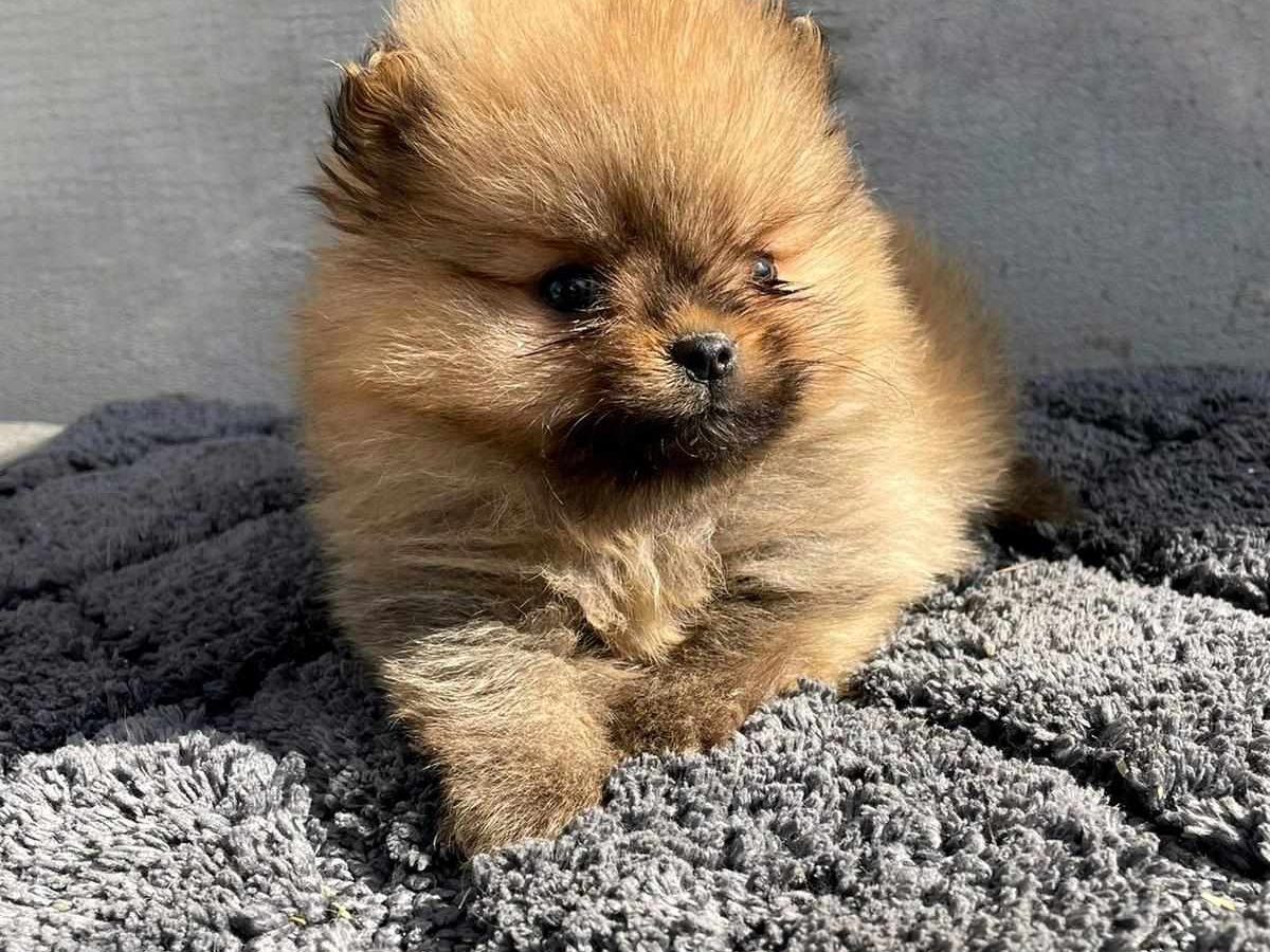 Spitz Puppies Buy German Spitz German Spitz Klein Puppy Japanes
