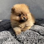 Alan German Spitz