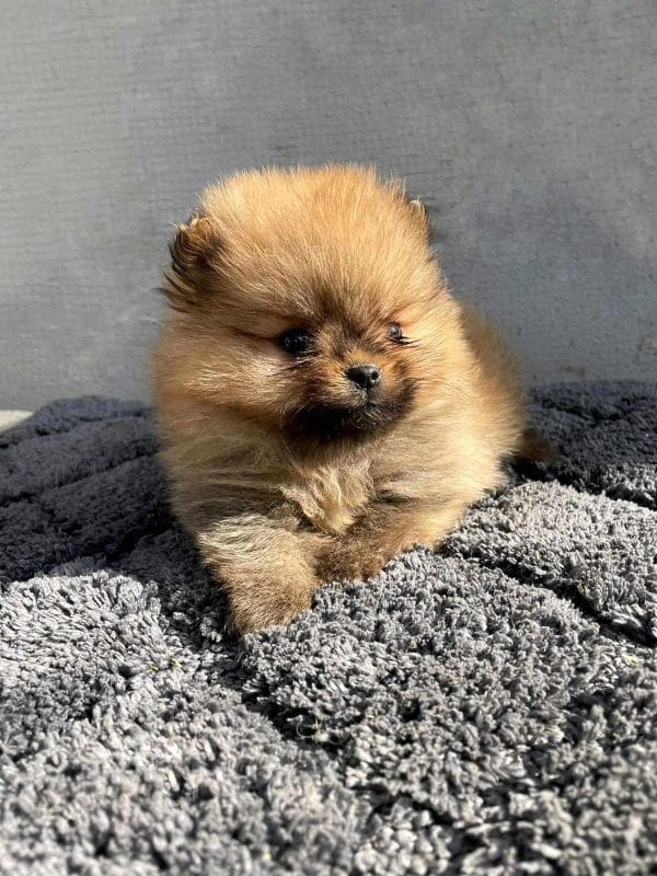 Azura German Spitz