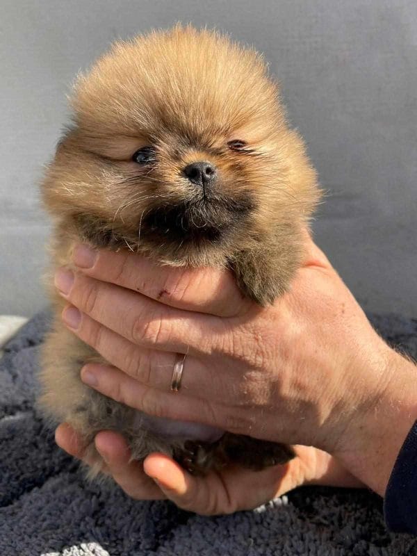 Azura German Spitz