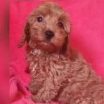 Rena-female-cockapoo-puppy-for-sale01