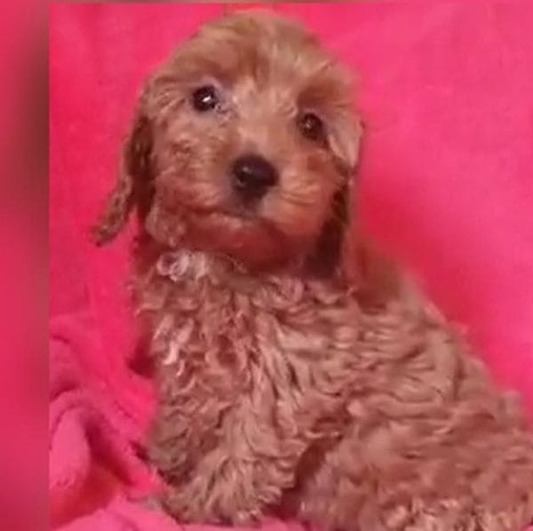 Rena Cockapoo