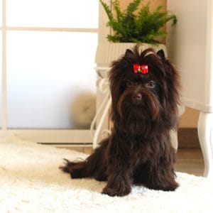 Barney Yorkshire Terrier