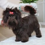 Polli Yorkshire Terrier