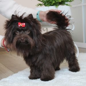 Barney Yorkshire Terrier