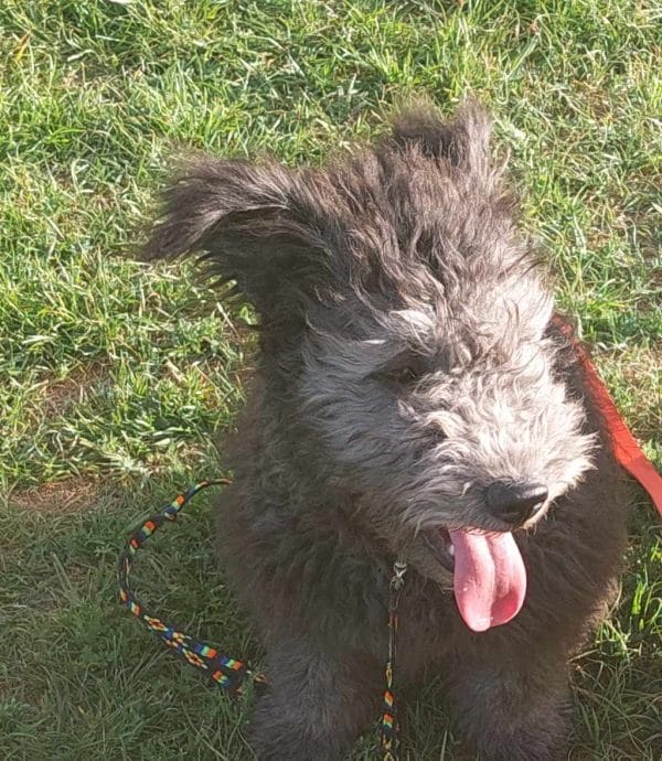 Cooper Pumi