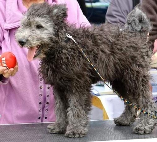 Cooper Pumi