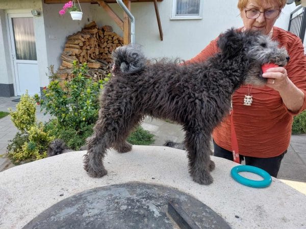Cooper Pumi