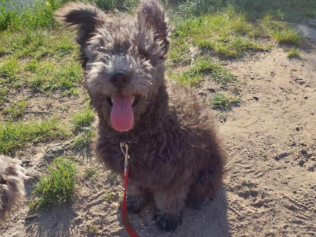 Pumi Dogs and Puppies for sale