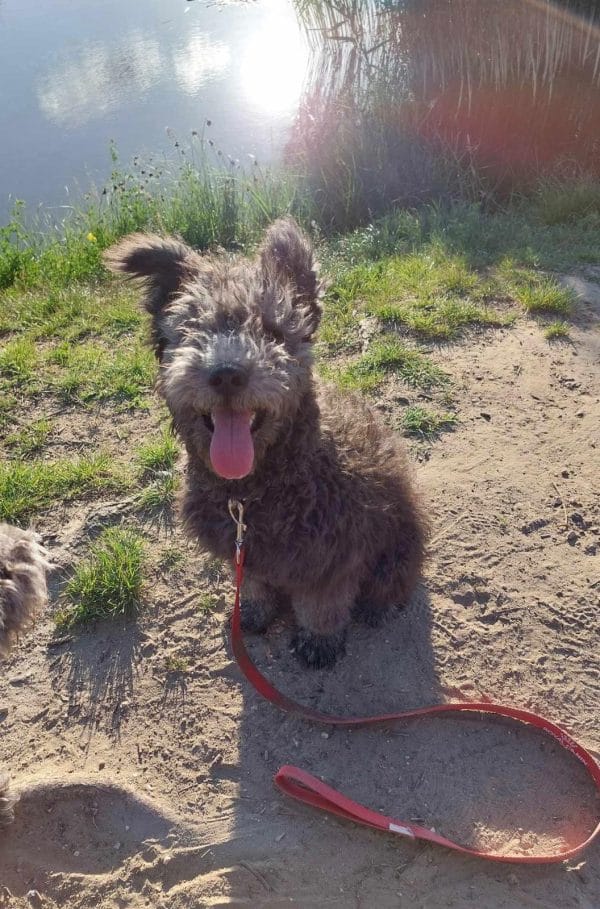 Cooper Pumi