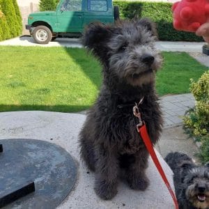Cooper Pumi