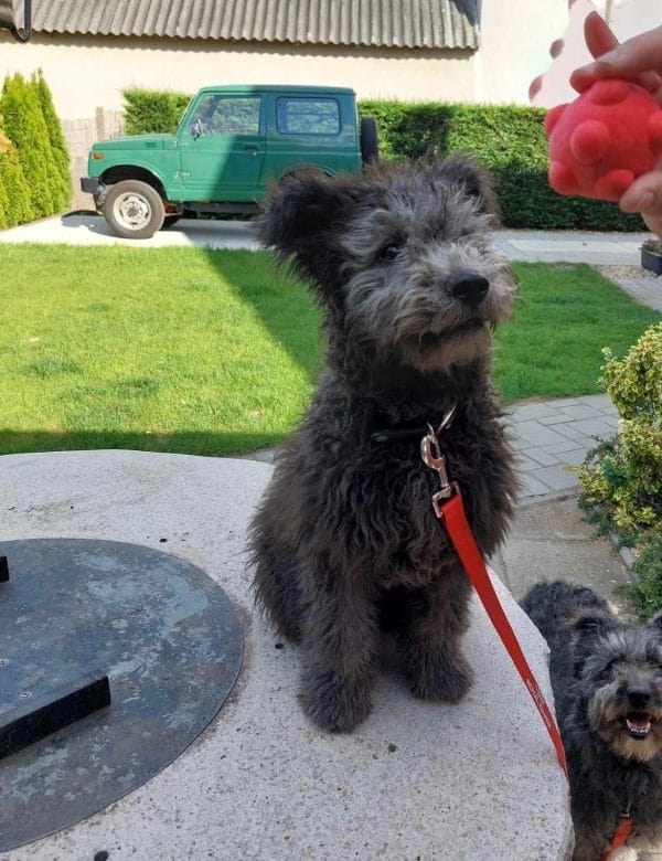 Cooper Pumi